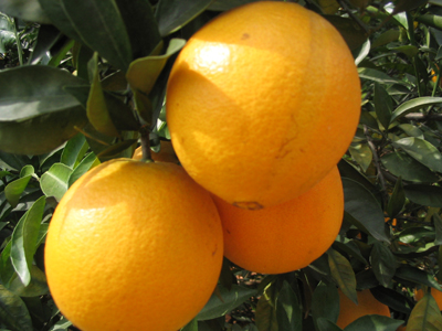 澳门正版游戏平台