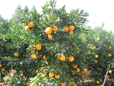 澳门正版游戏平台