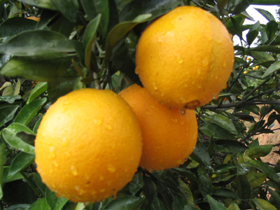 澳门正版游戏平台