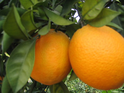 澳门正版游戏平台